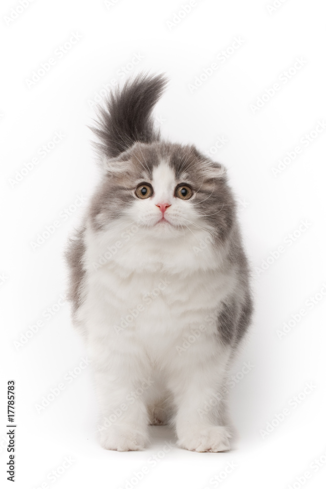 Kitten Kitten