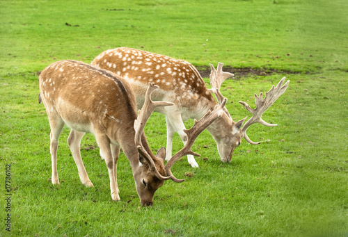 Grazing Deer