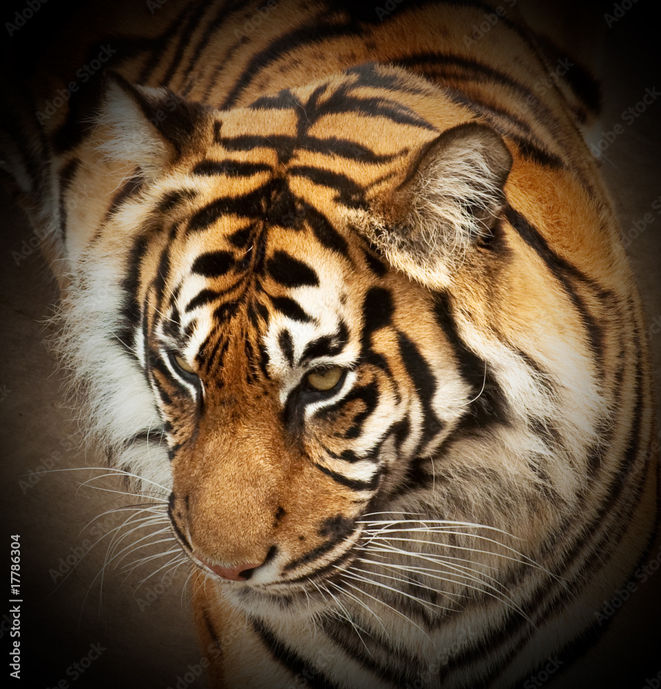 Fototapeta premium Tiger Face