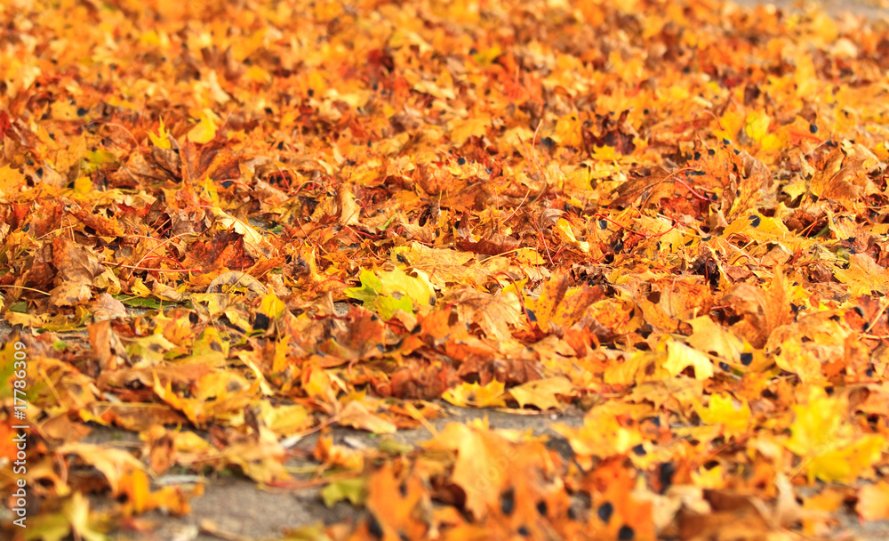 sea of dry fall leaves sea of dry fall leaves
