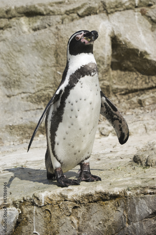 Naklejka premium Humboldt Penguin