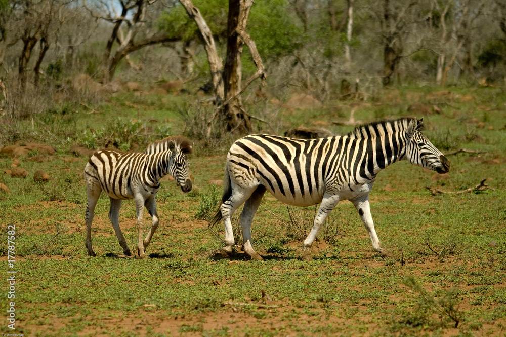 Zebra mit Jungtier Zebra mit Jungtier