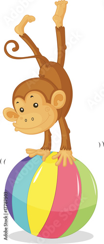 monkey