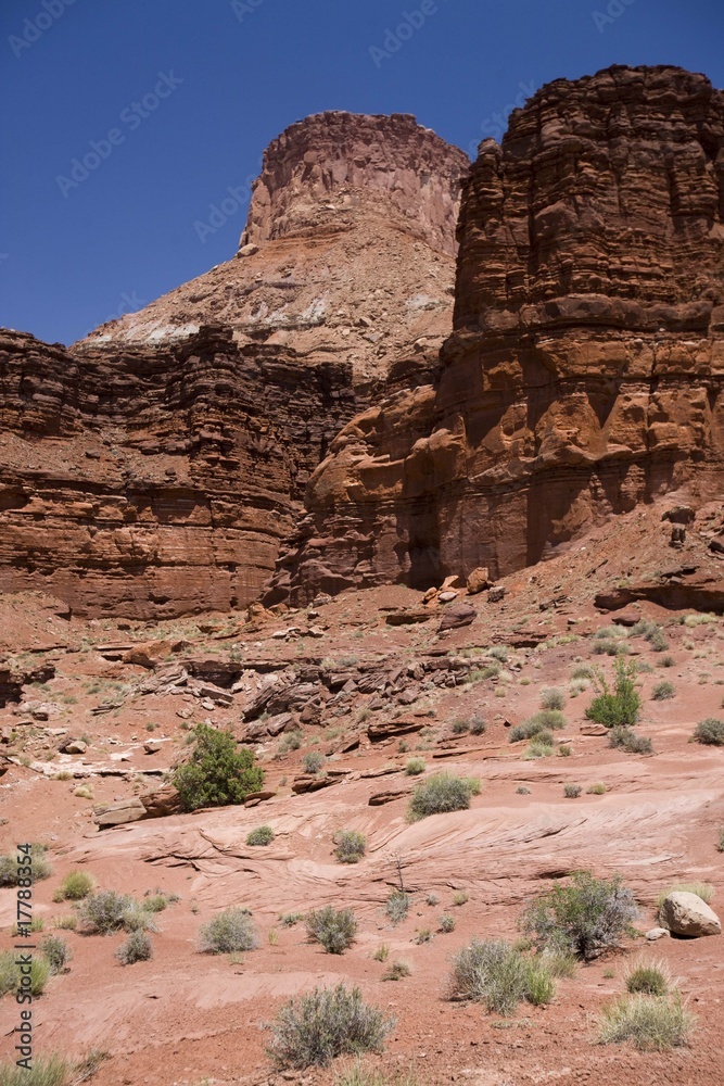 Fototapeta premium American Beauty