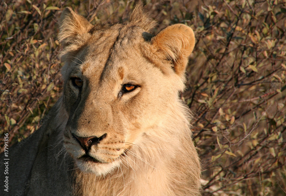 Fototapeta premium Young lion