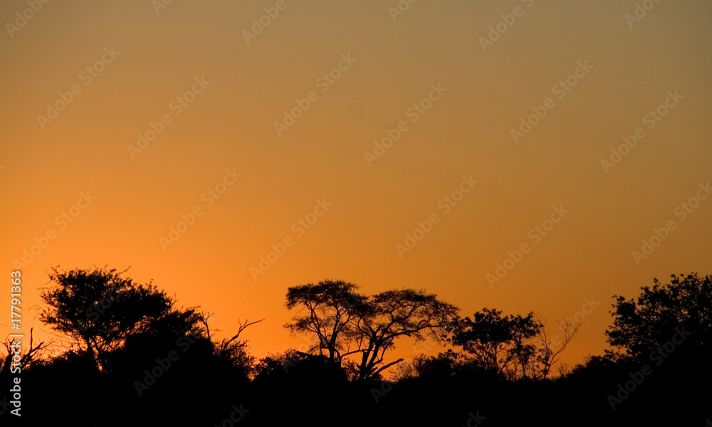 Tree silhouette at sunset