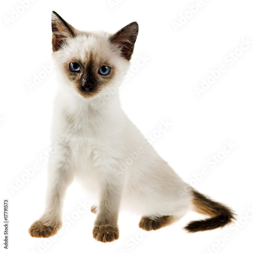 Siamese cat
