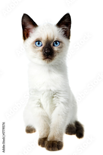 Siamese cat
