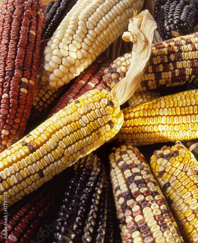 Multicolored Mexican Corn