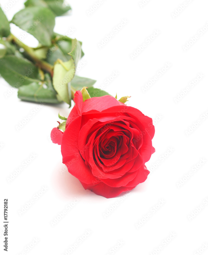 Red rose isolated Red rose isolated