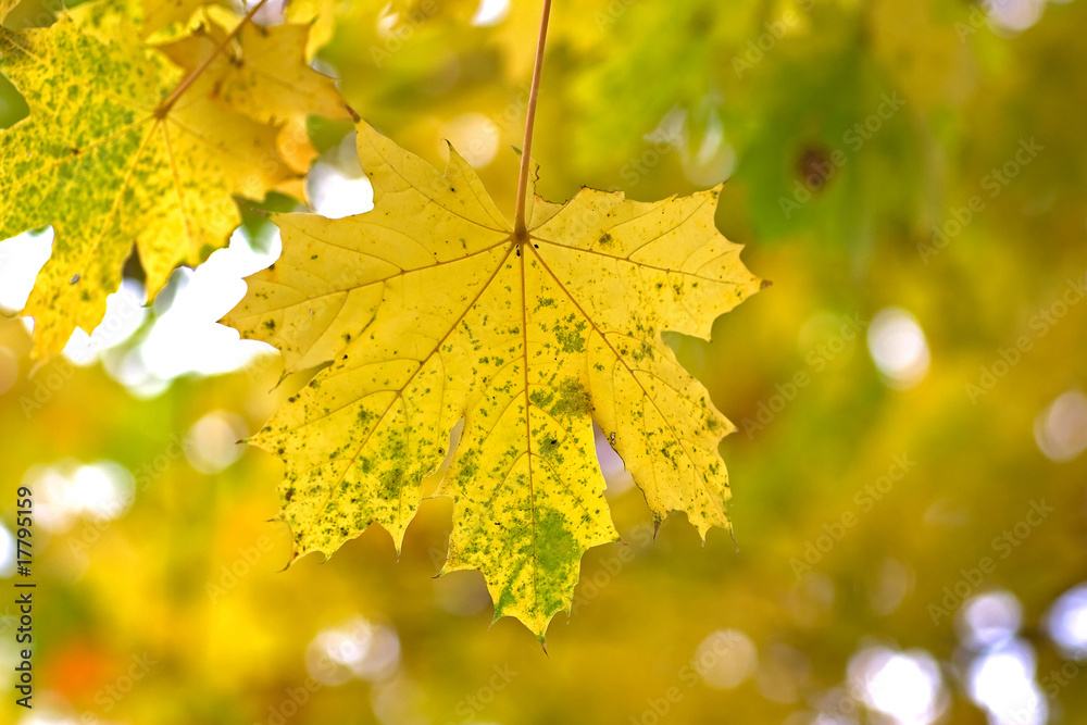 Fototapeta premium maple leaf on the tree
