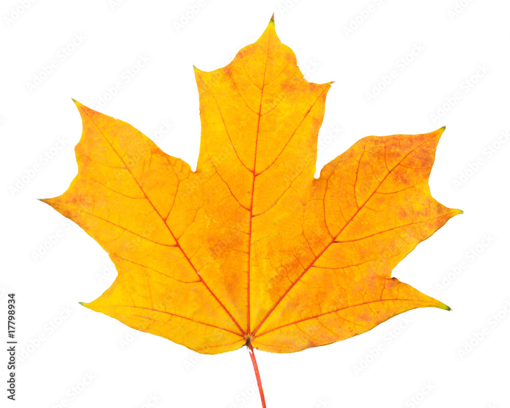 Autumn leaf with clipping path Autumn leaf with clipping path