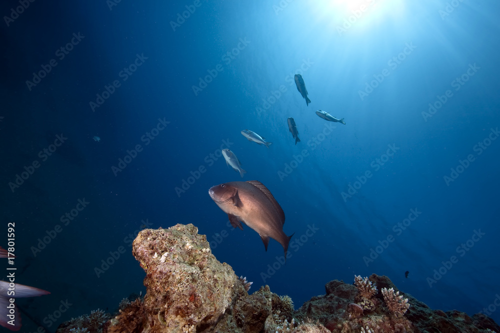 Fototapeta premium ocean, sun and fish