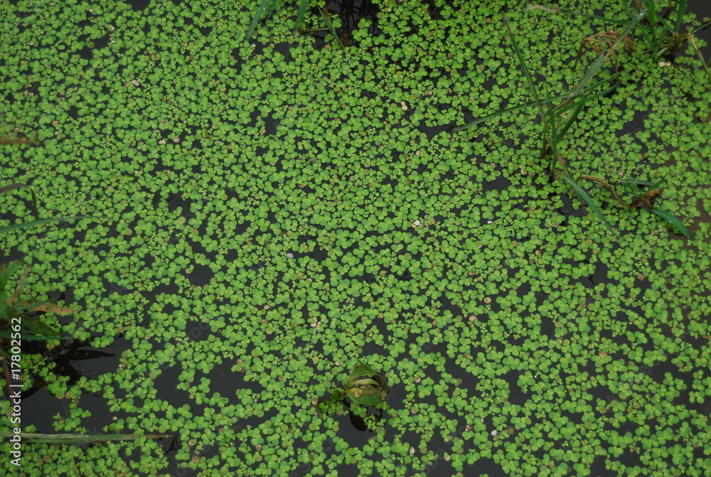 Obraz premium clover