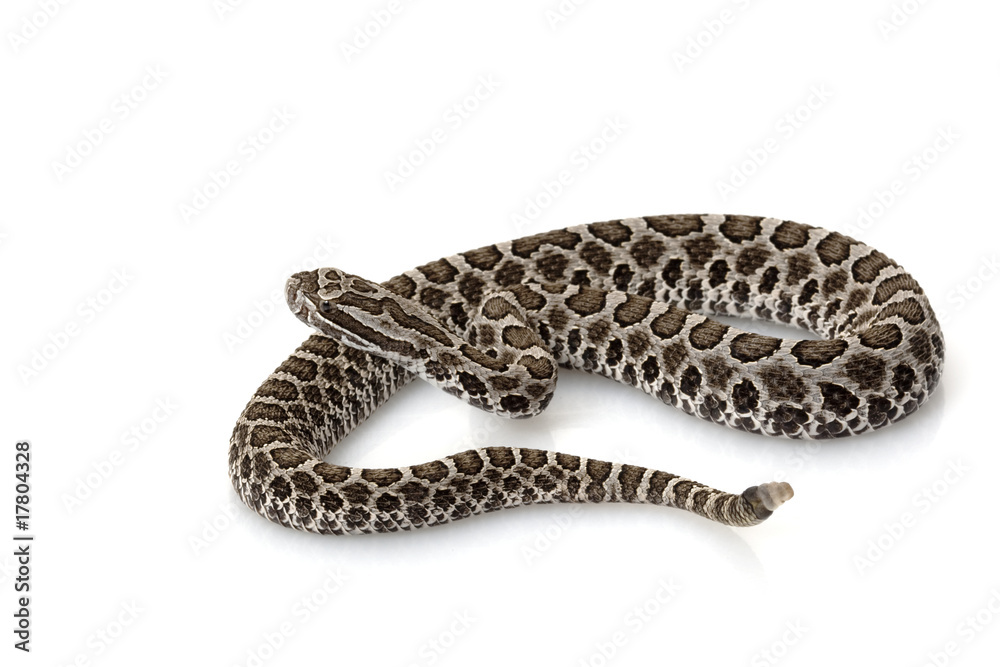 Fototapeta premium Massasauga