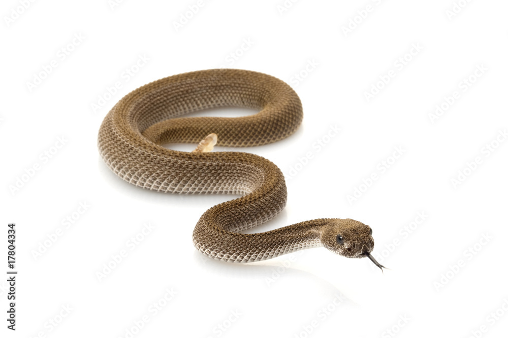 Fototapeta premium Patternless western diamondback rattlesnake