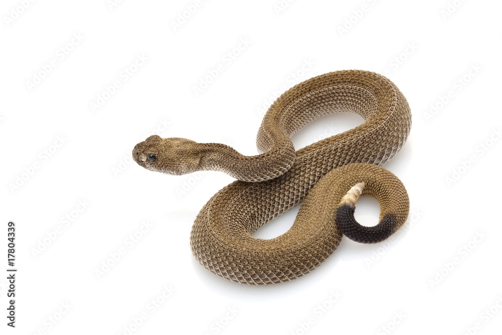 Patternless western diamondback rattlesnake Patternless western diamondback rattlesnake