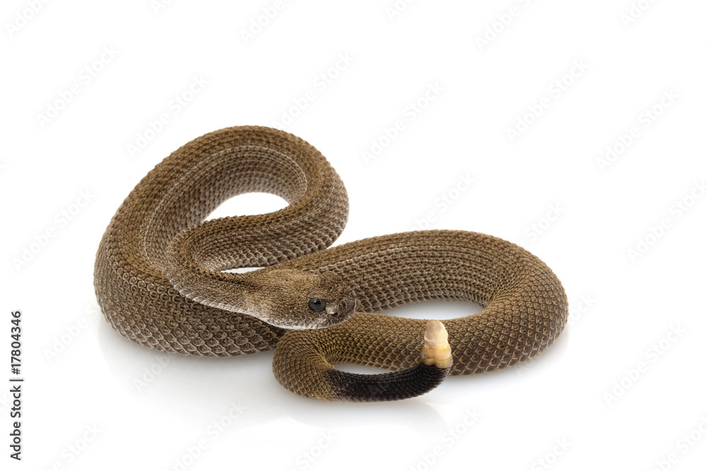 Patternless western diamondback rattlesnake Patternless western diamondback rattlesnake
