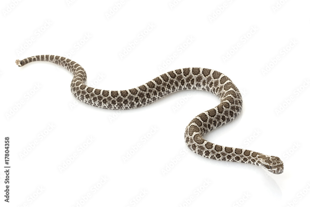 Massasauga Massasauga