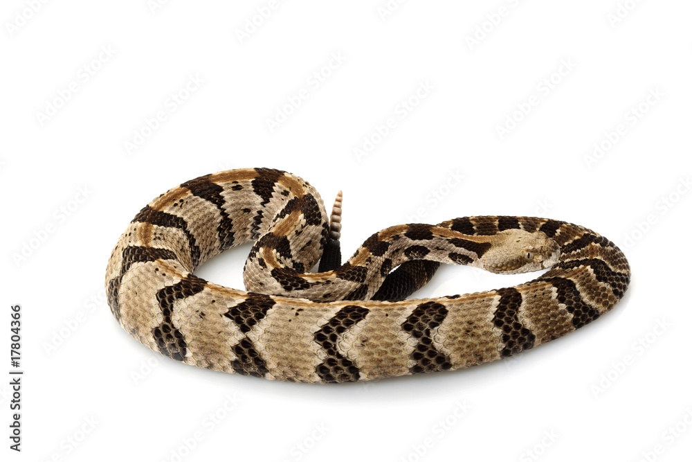 Canebrake rattlesnake Canebrake rattlesnake