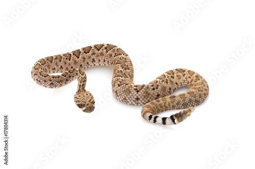 western diamondback rattlesnake