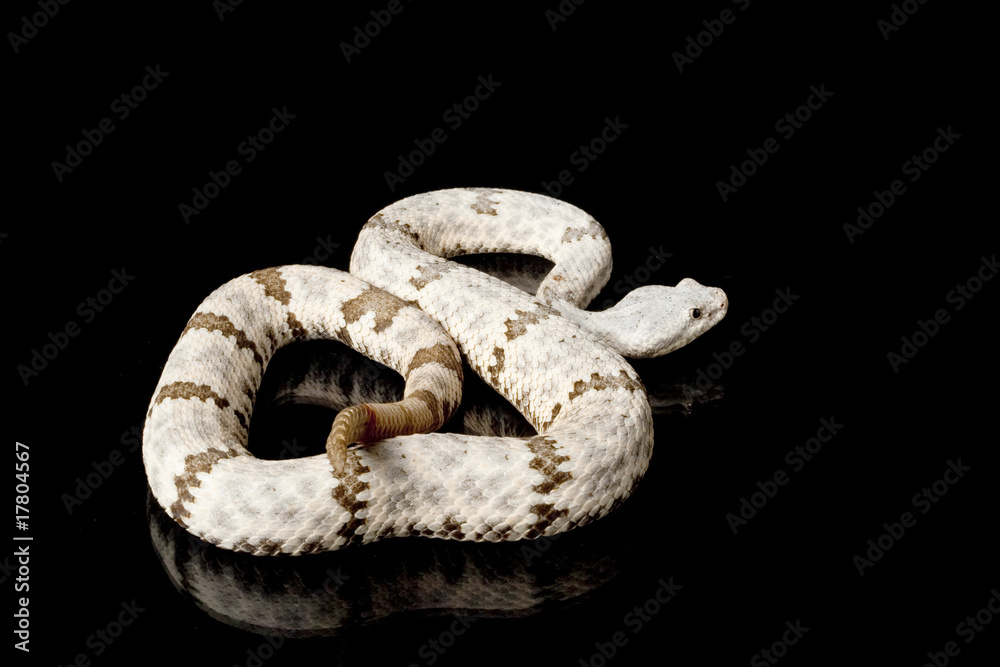 Fototapeta premium banded rock rattlesnake