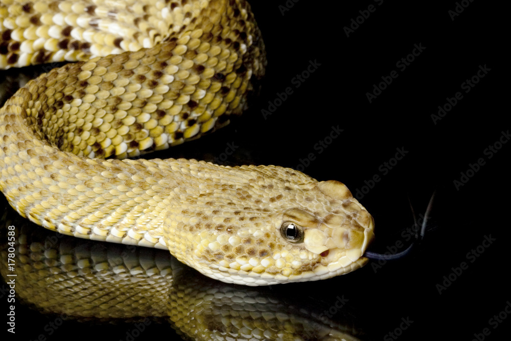 Obraz premium Mexican west coast rattlesnake