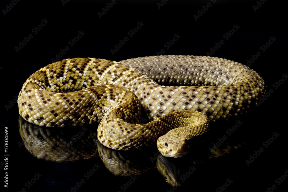 Fototapeta premium Mexican west coast rattlesnake