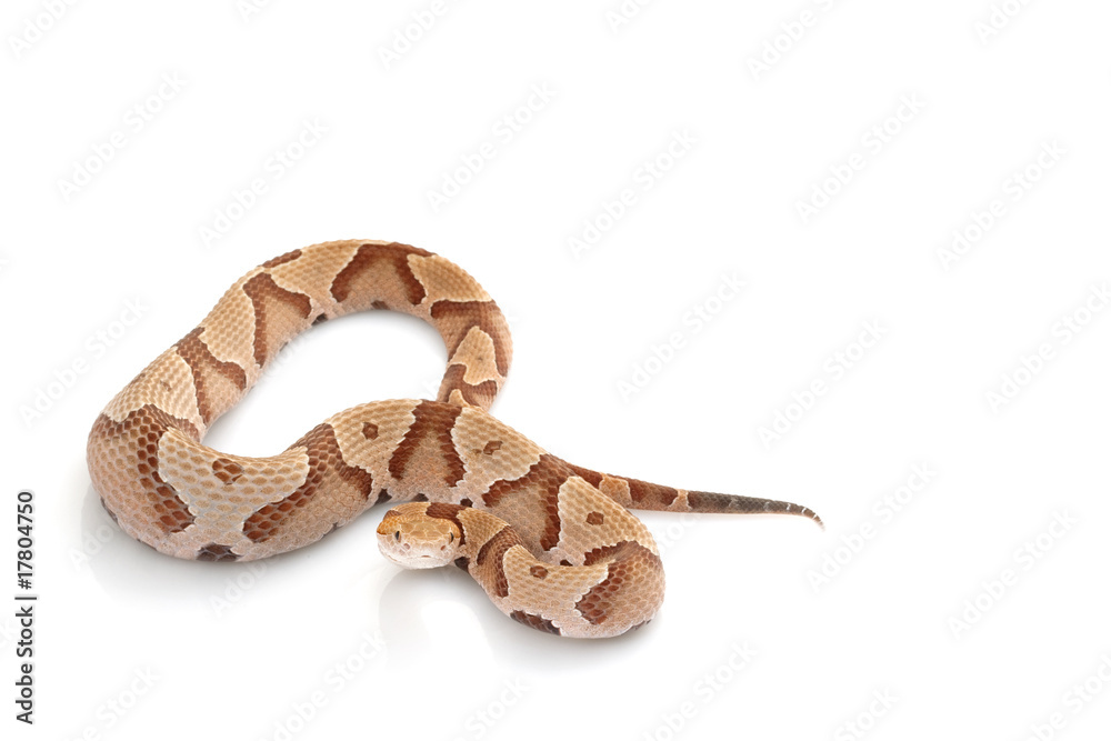 Obraz premium Copperhead