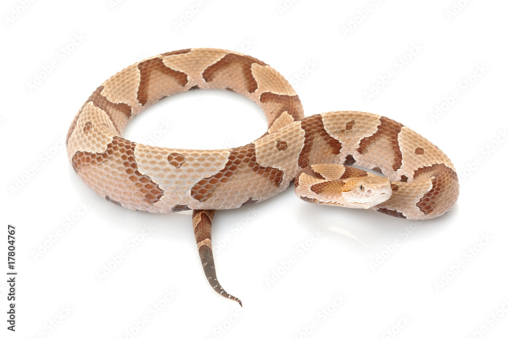 Fototapeta premium Copperhead