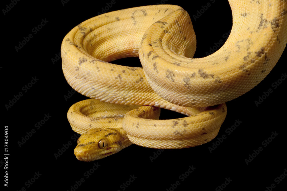 Obraz premium Amazon tree boa