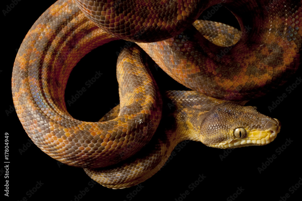 Obraz premium Amazon tree boa