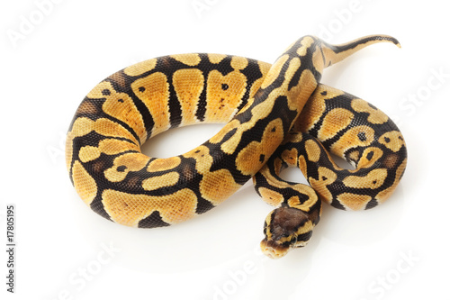 pastel ball python © fivespots