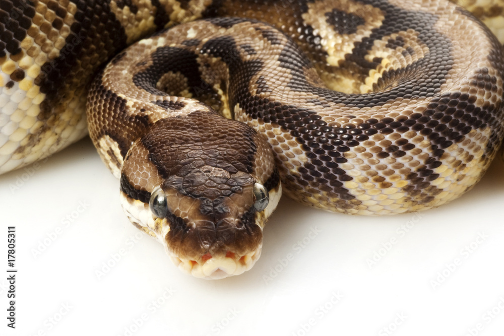 inferno ball python inferno ball python