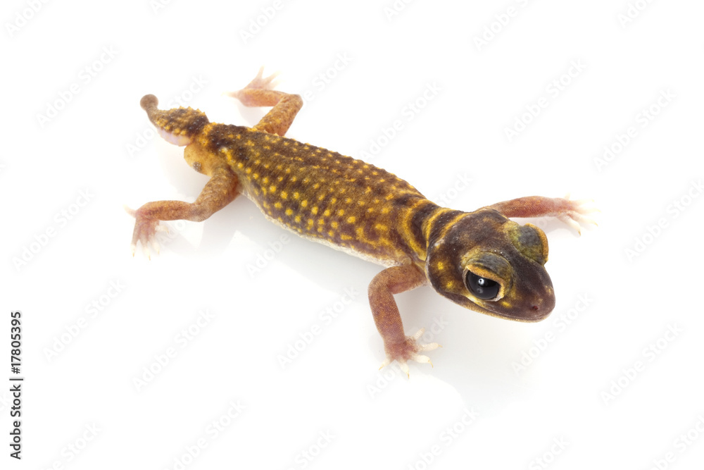 Obraz premium Stellate Knob-tailed Gecko