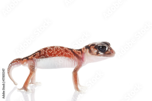 Midline Knob-tailed Gecko © fivespots