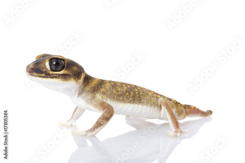 Stellate Knob-tailed Gecko