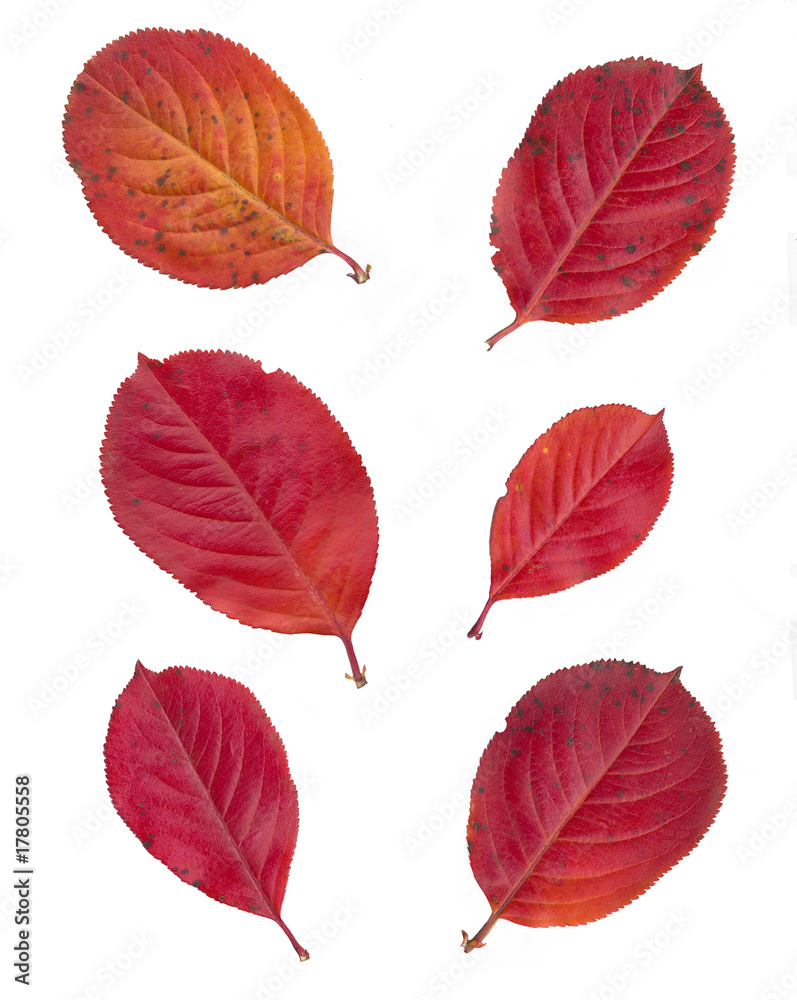 Obraz premium leaves isolated on white background