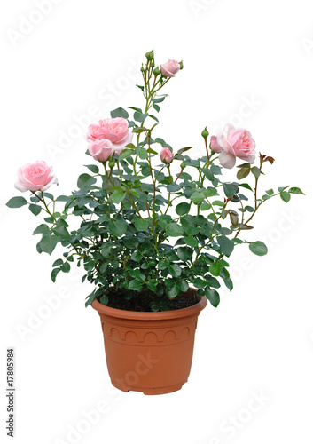 rosier en conteneur fleuri photo