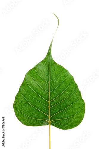 Ficus religiosa (sacred fig)