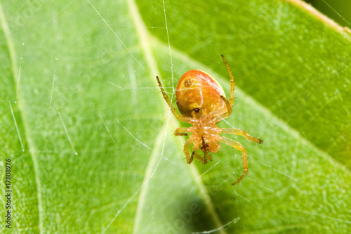 Female Cobweb Spider