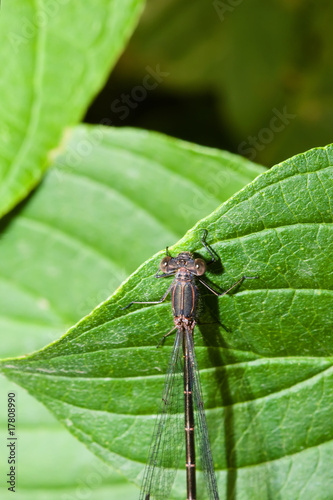 Female Common Blue Damselfly