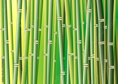 Fototapeta Naklejka Na Ścianę i Meble -  Bambus Vektor 1
