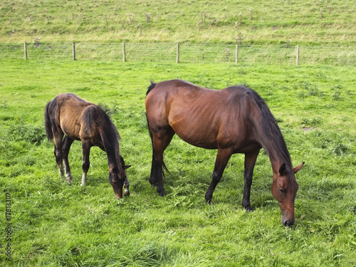 mare and foal 2