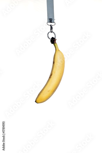 Abstract: ripe banana hanging on a snap-hook, studio shot