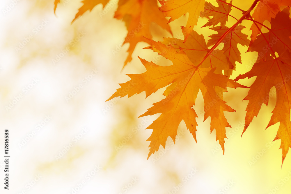 autumn maple leaves