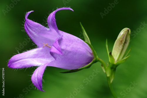 Canterbury bellflower (Campanula latifolia)