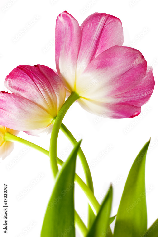 Fototapeta premium Some opened pink tulips