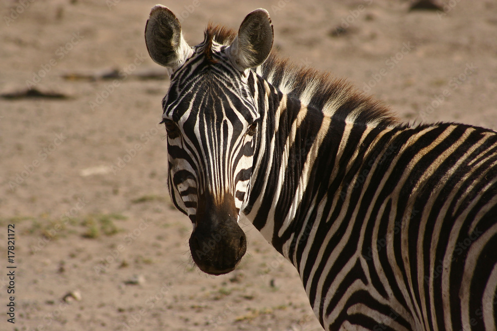 Naklejka premium Zebra