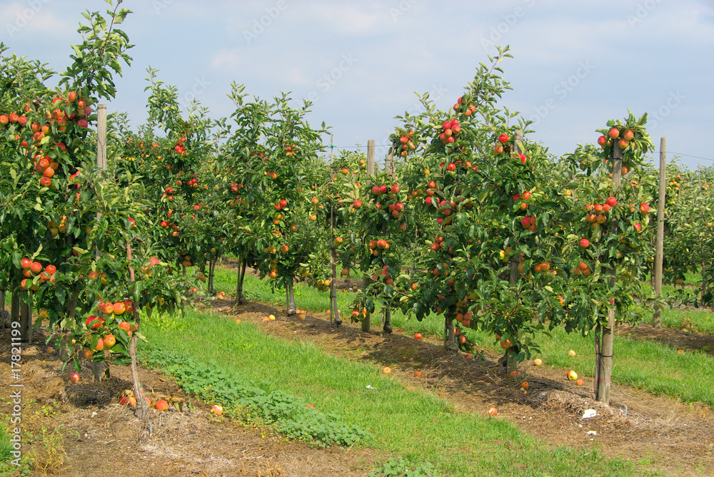 Apfel am Baum - apple on tree 85 Apfel am Baum - apple on tree 85